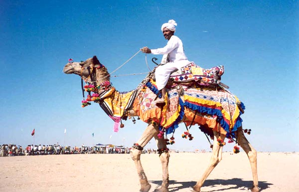 camel-safari1