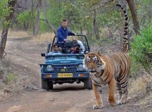 Jungle Adventure with Wildlife Tours in India