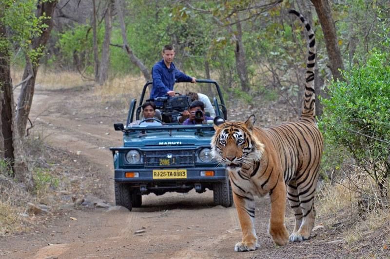 Experience Adventure in Ranthambore Rajasthan