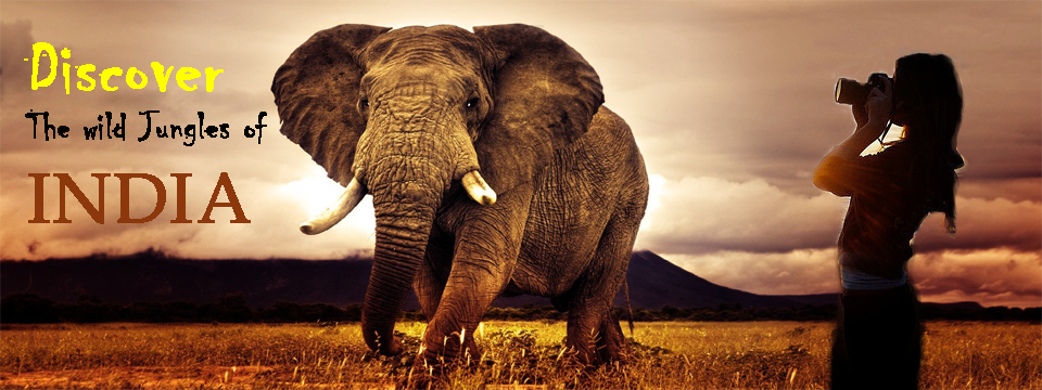 Discover Adventure Travel in Wild Jungles of India Discover Adventure Travel in Wild Jungles of India