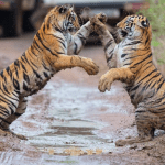Jim Corbett, Nainital