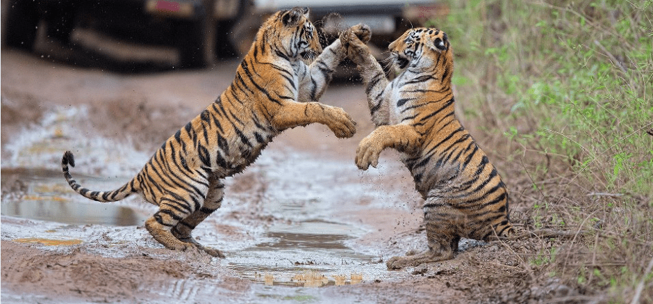 Soak in the Mesmerising Charm of Jim Corbett National Park