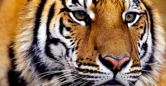 WildLife Adventure in Ranthambore WildLife Adventure in Ranthambore