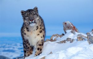 National Parks to Spot Snow Leopards in India