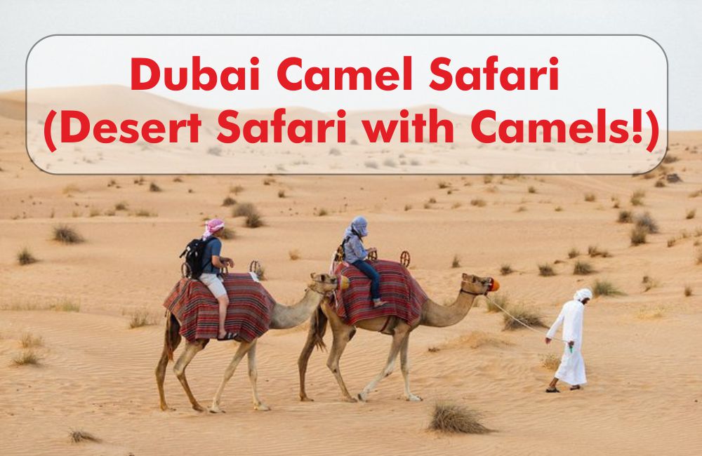 Dubai Camel Safari (Desert Safari with Camels!)