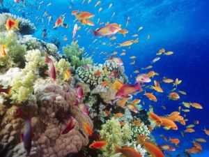 Explore the beauty of Lakshadweep Island on budget tours Explore the beauty of Lakshadweep Island on budget tours