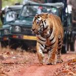 tiger tour