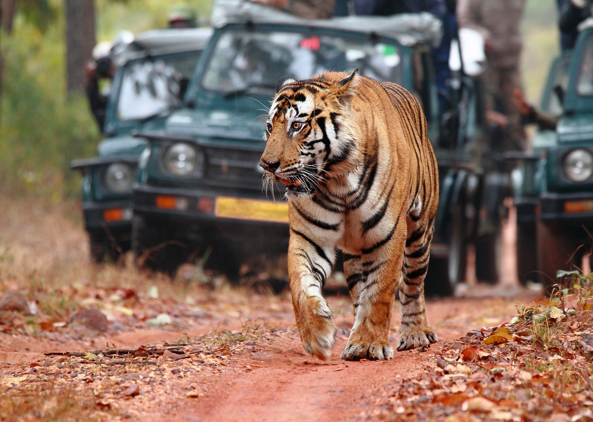 Explore the night safari in Ranthambore