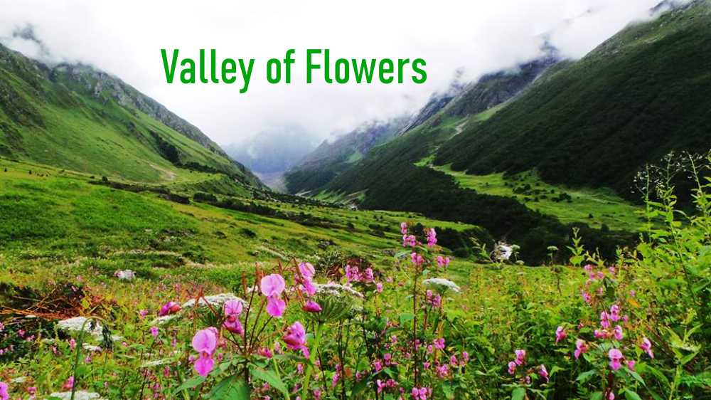 Valley of Flowers: Dive Into its Mesmerizing Aroma