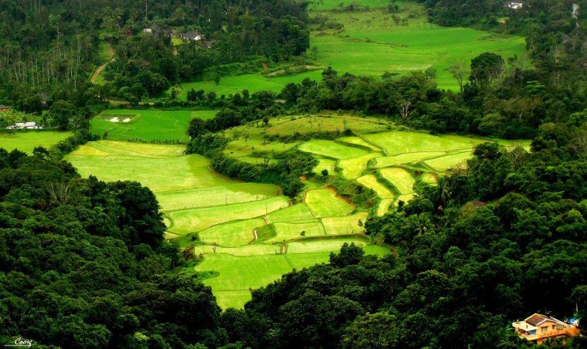 Myriad of nature and freshness at Coorg