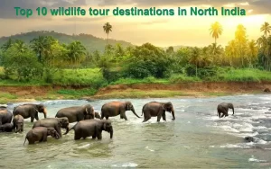 Top 10 wildlife tour destinations in North India Top 10 wildlife tour destinations in North India