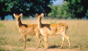 Get a close view of Himachal Wild life @ Manjathal Sanctuary Get a close view of Himachal Wild life @ Manjathal Sanctuary