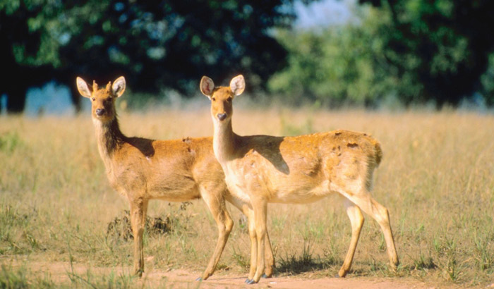 Popular wildlife destination of India