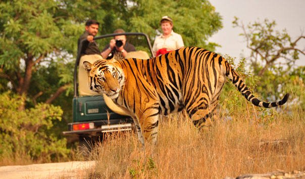 Adventure Tourism and Jungle Safari in India