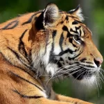 1N/2D Trip for Madhai wildlife experience