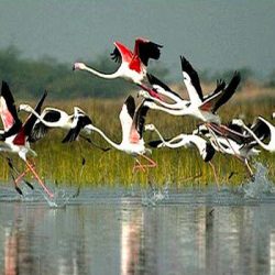 Top 10 bird sanctuaries in India