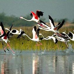 Top 10 bird sanctuaries in India Top 10 bird sanctuaries in India