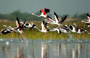 Top 10 bird sanctuaries in India