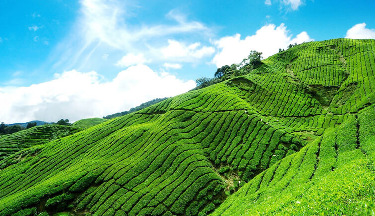 tea estate