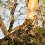 Bandhavgarh National Park