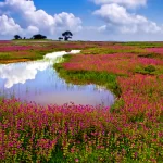 Kaas Plateau