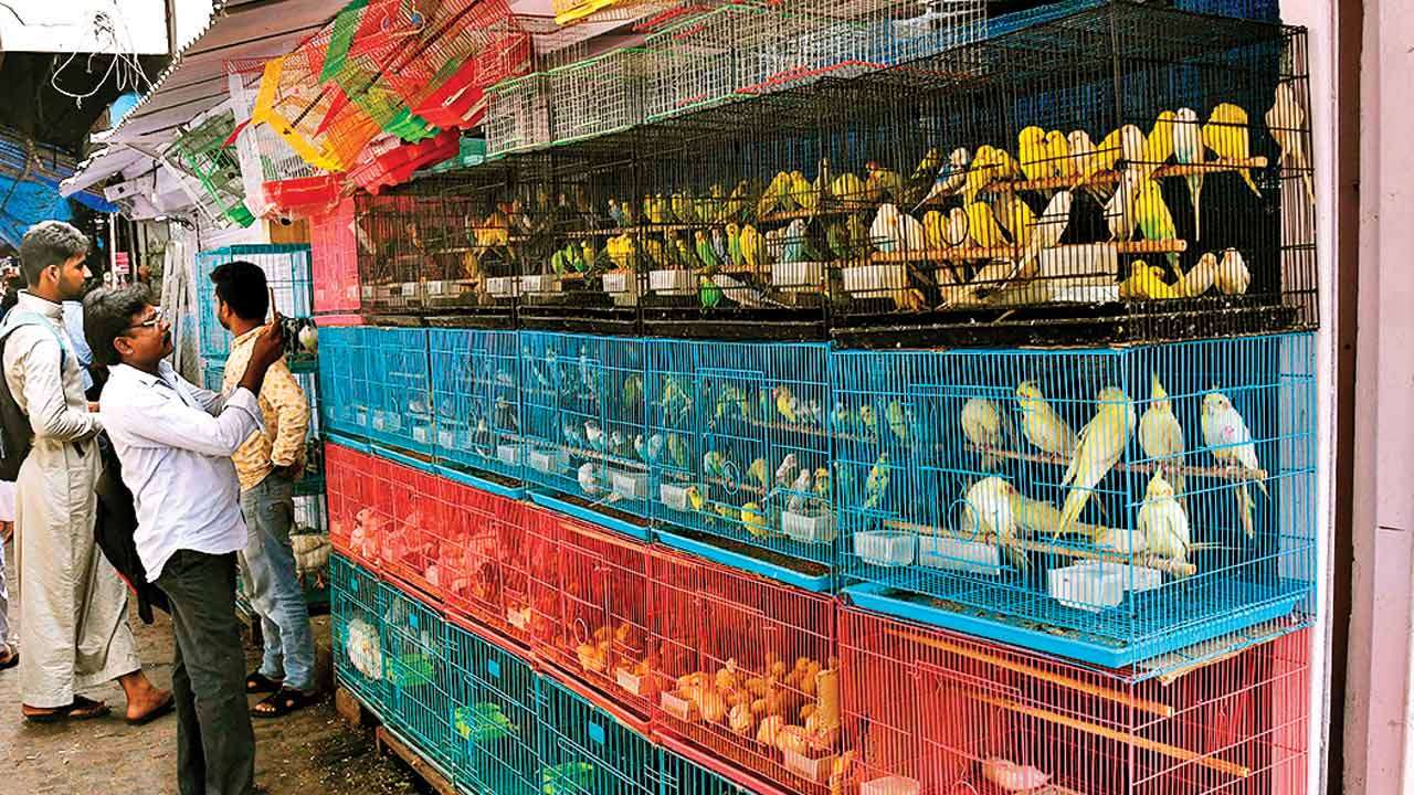 Best Budget Friendly Street Shopping Places In Mumbai Shopping Blogs