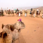 Pushkar Camel Safari