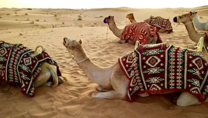 Desert Safari dubai