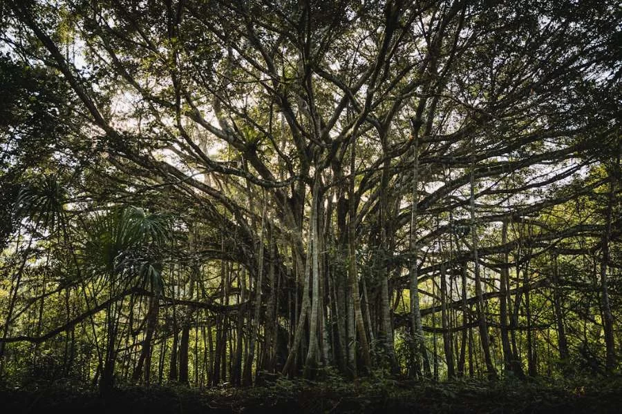 Great Banyan Tree
