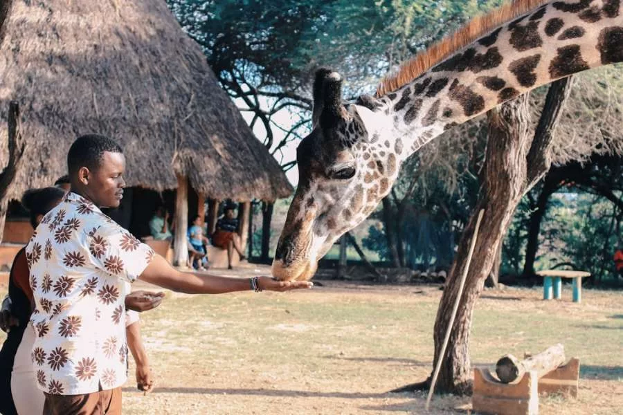 Kenya - Person Feeding Giraffe