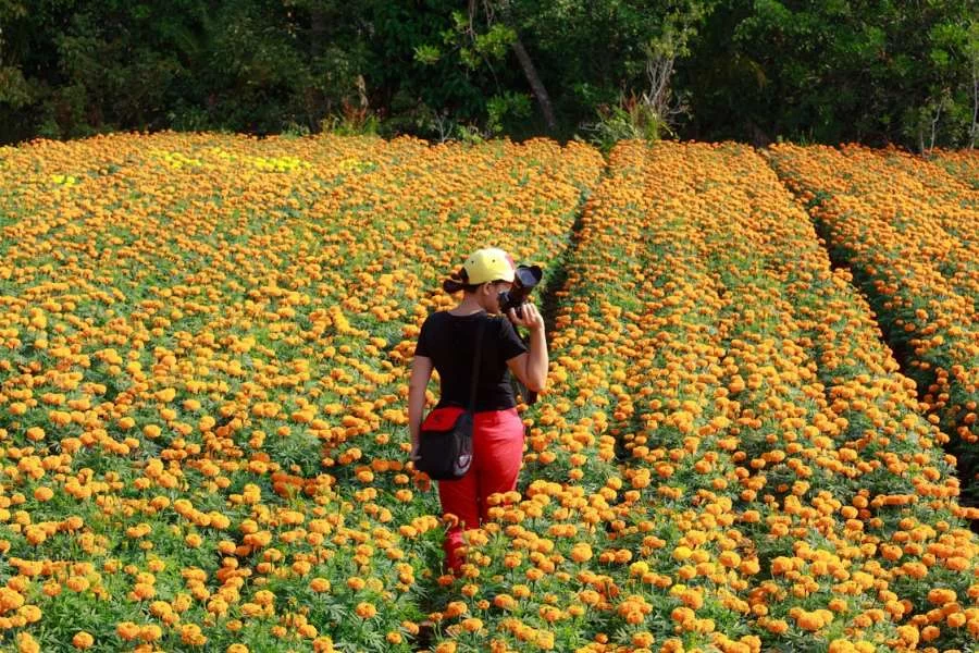 Marigold fields