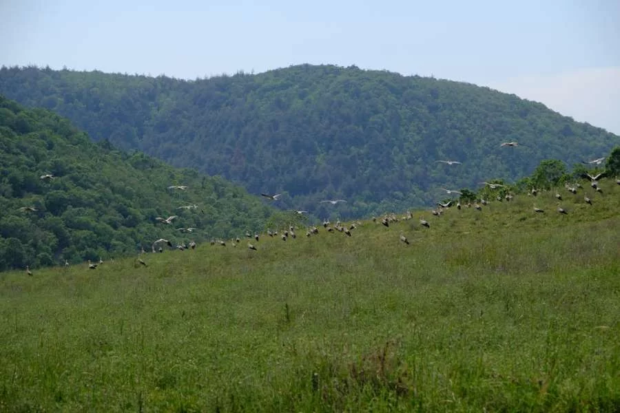 Mende Hill
