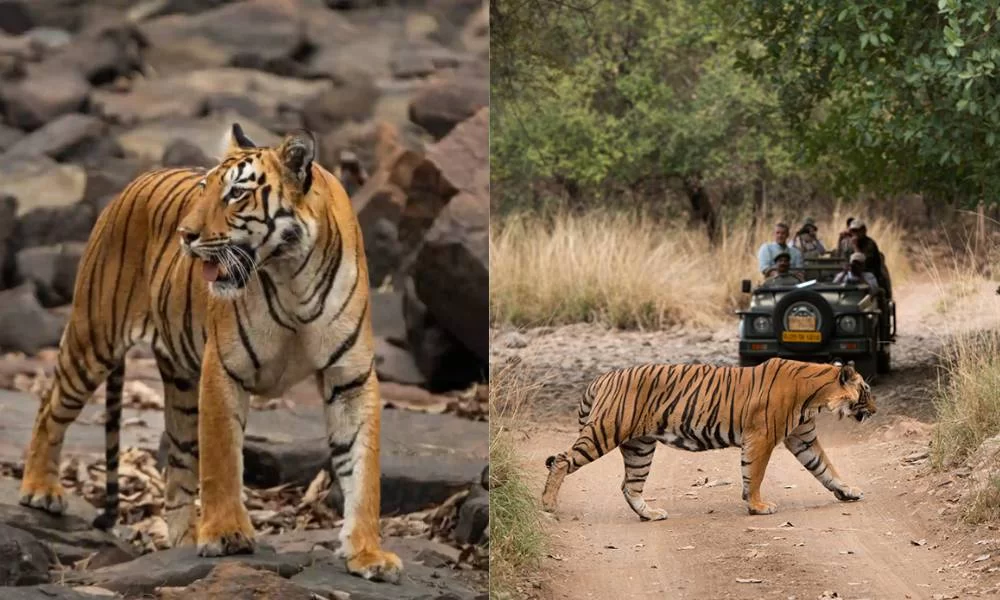 Wildlife Sighting in Rishikesh