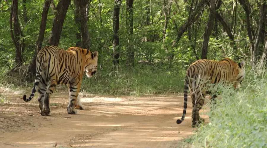 Dhawa Doli Wildlife Sanctuary
