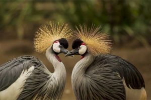 Photography is a hobby So definitely visit these bird sanctuaries of Maharashtra Photography is a hobby So definitely visit these bird sanctuaries of Maharashtra