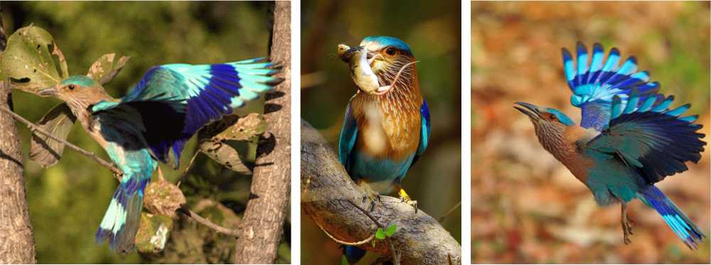 bird sanctuaries of Maharashtra