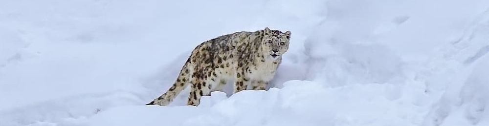 National Parks to Spot Snow Leopards in India