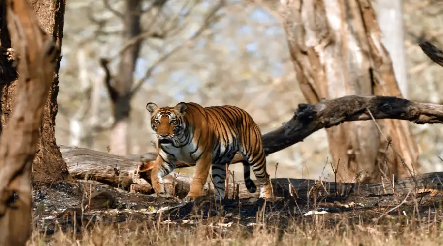 Benog Wildlife Sanctuary