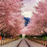 Best Places to See Cherry Blossoms