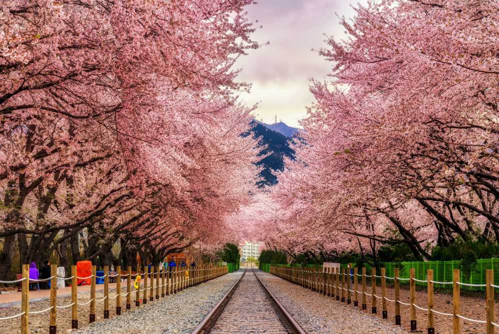 Best Places To See Cherry Blossoms