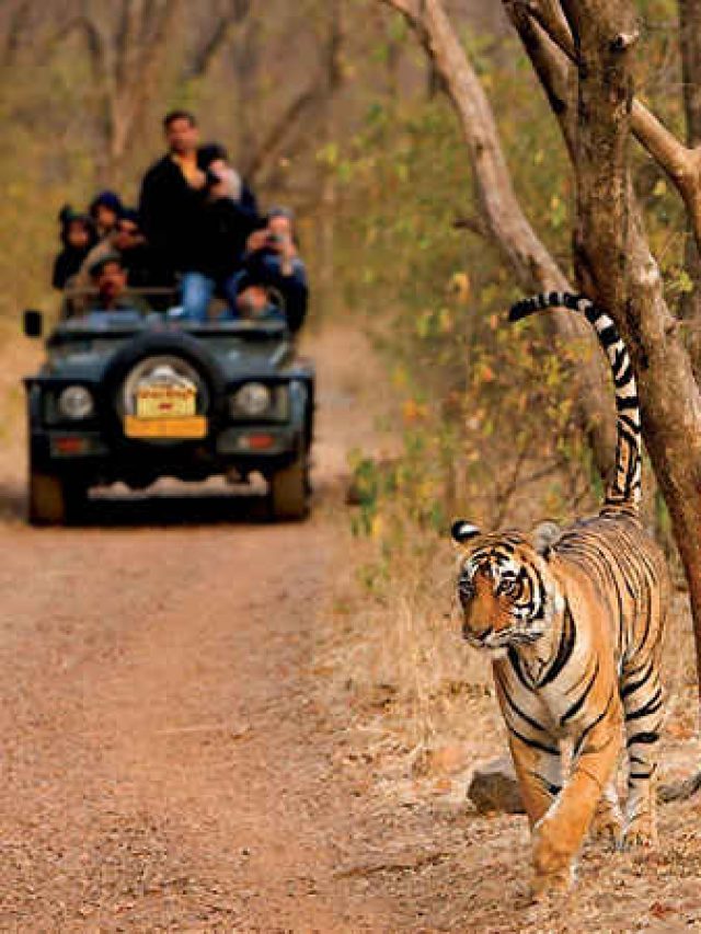 Top 8  Wildlife Sanctuary in India