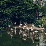 Berlin Zoological Garden ,Germany- berlin zoo ticket price & tips, address