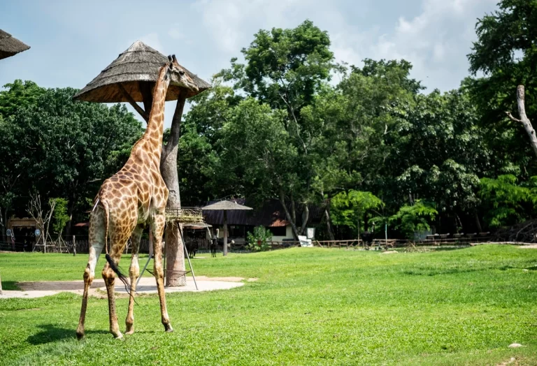 Bronx Zoo New York City USA