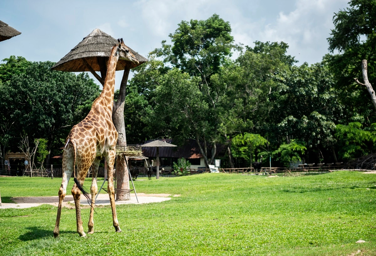 Bronx Zoo: New York City USA