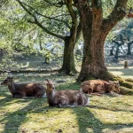 Cincinnati Zoo — Cincinnati, Ohio & Botanical Garden , zoo tickets, Best time &tips, Location