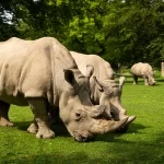Edinburgh Zoo Edinburgh Scotland tickets, prices, opening times, Edinburgh Zoo map