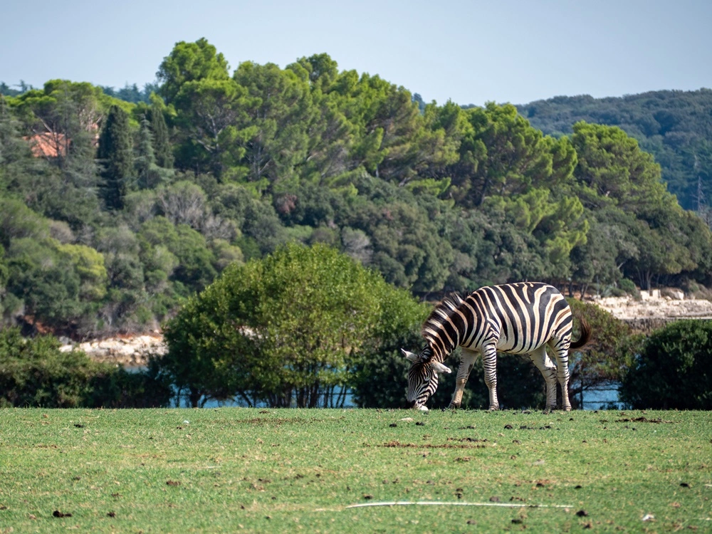 Best Zoo in California | Oakland Zoo, California