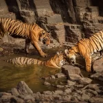 A Comprehensive Guide : Top Wildlife Sanctuaries in India