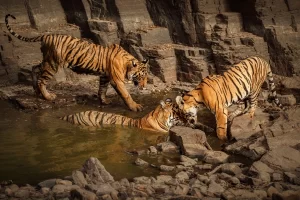 A Comprehensive Guide : Top Wildlife Sanctuaries in India
