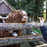 Chester Zoo: England, U.K Timings, Location, Entry Fee